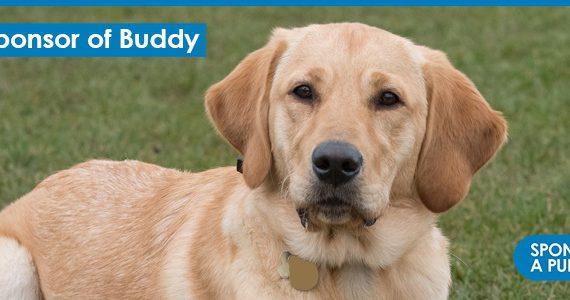 Guide Dog Buddy Sponsored by Vantage IT. Buddy is working hard on his training to become a fully fledged guide dog. Vantage IT is proud to sponsor Buddy as he learns with his puppy walker.
