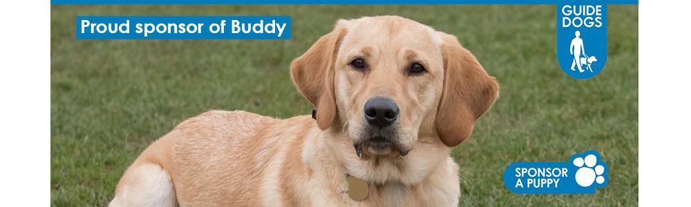Guide Dog Buddy Sponsored by Vantage IT. Buddy is working hard on his training to become a fully fledged guide dog. Vantage IT is proud to sponsor Buddy as he learns with his puppy walker.