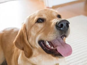 Guide Dog Buddy Sponsored by Vantage IT