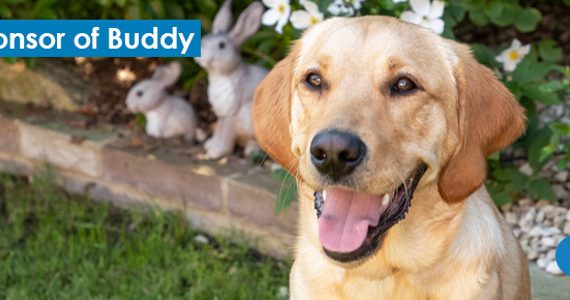 Vantage IT Support Proud Sponsor of Buddy. Our latest update about guide dog Buddy, proudly sponsored by Vantage IT. The Guide Dogs for the Blind Association do great work training guide dogs.