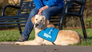 Bailey will be trained to become a guide dog, providing someone with independence.
